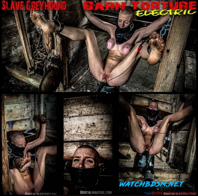Slave Greyhound Barn Torture Electric - FullHD - BrutalMaster