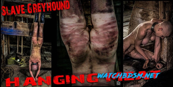 Slave Greyhound - FullHD - Hanging Meat